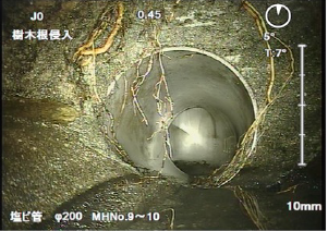 排水管の詰まりは木の根が原因?屋外配管の詰まり対策と再発防止策、高圧洗浄やカメラ調査の活用法
